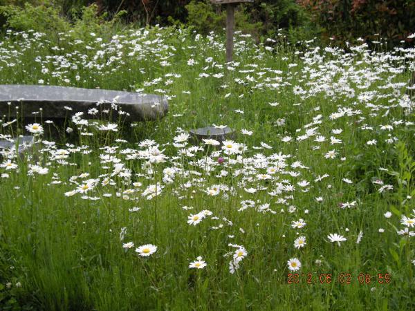 �V���X�^�f�C�W�[