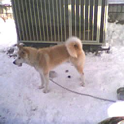 ��̒��̂��炵�`�Q