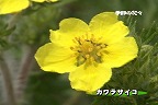 ����T���l�[��
