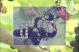 ����T���l�[��