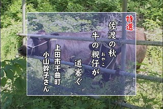 ӂ邳ƂTVT