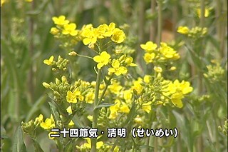 Tl[