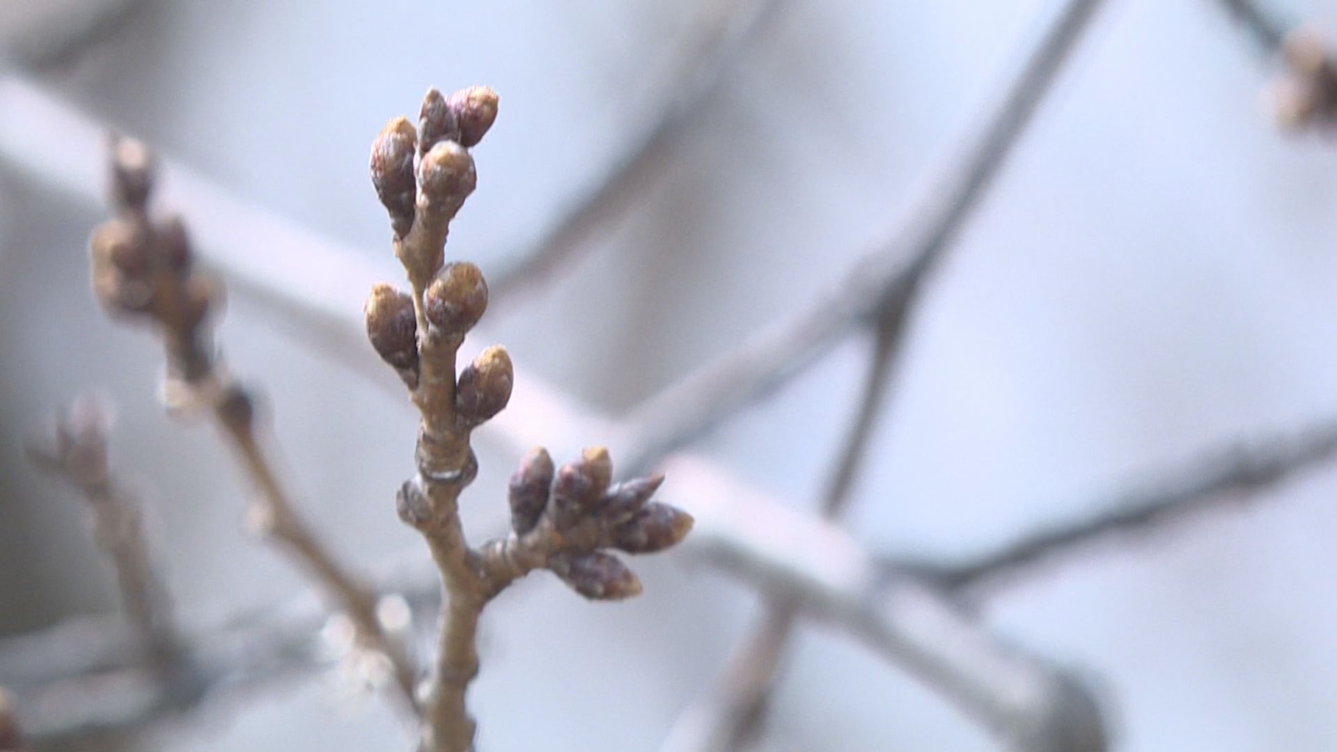 ����T���l�[��