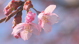 ����T���l�[��