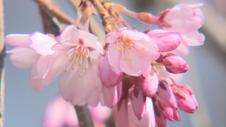 ����T���l�[��