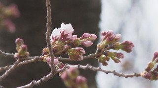 ����T���l�[��