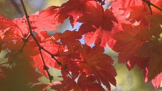 ����T���l�[��